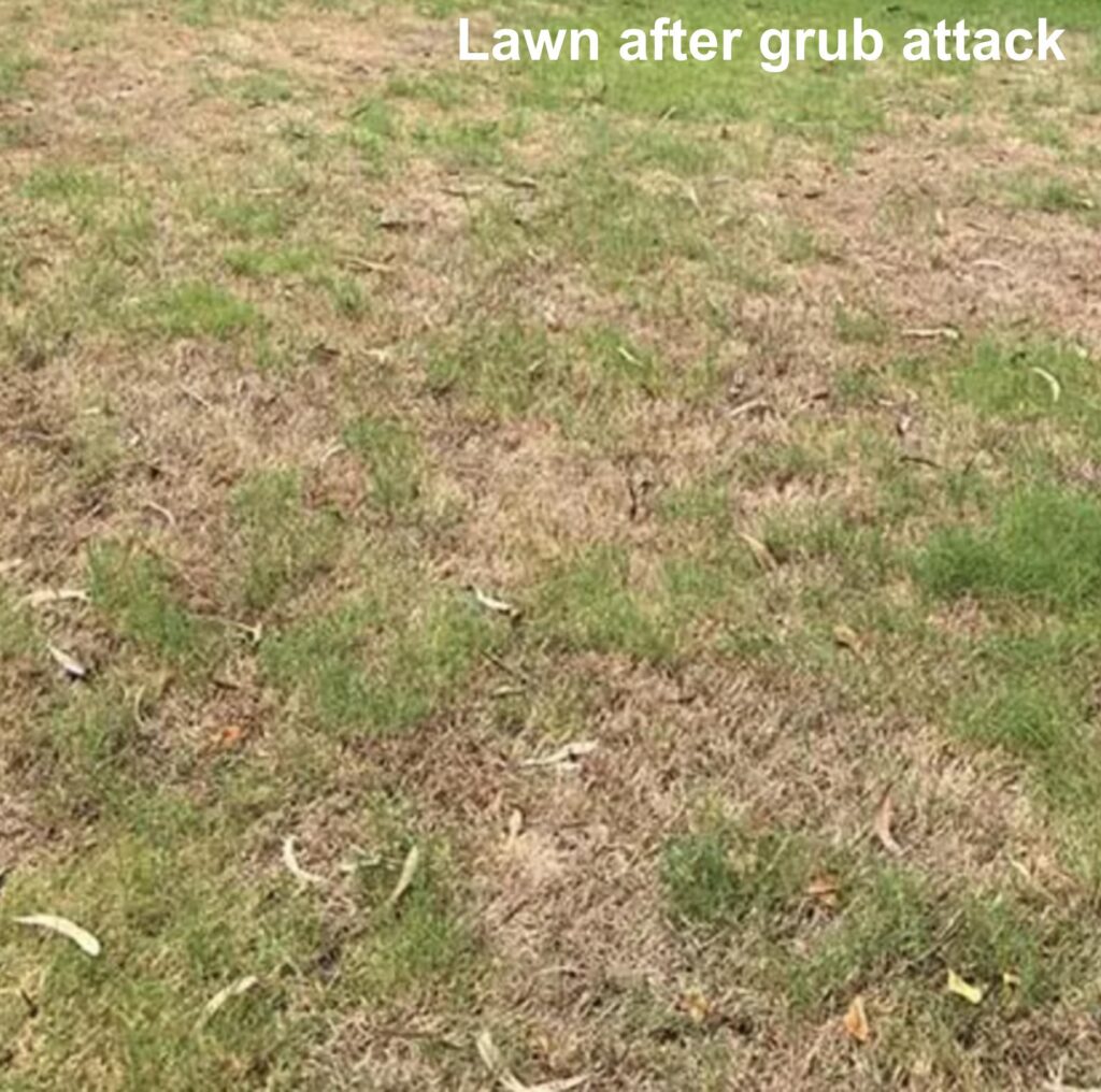 photo of lawn after grub attack