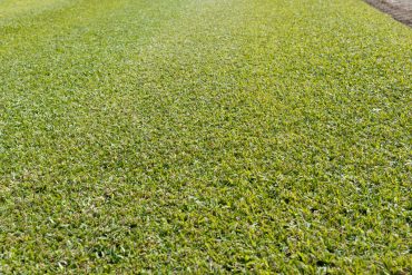 Palmetto Product Shot - WestTurf