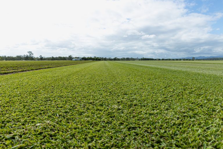 Sir Walter Turf Lush, Shade Tolerant Turf West Turf