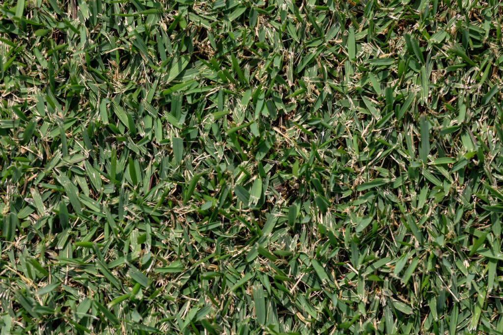 Types of Turf - Guide to Choosing the Best Lawn Variety