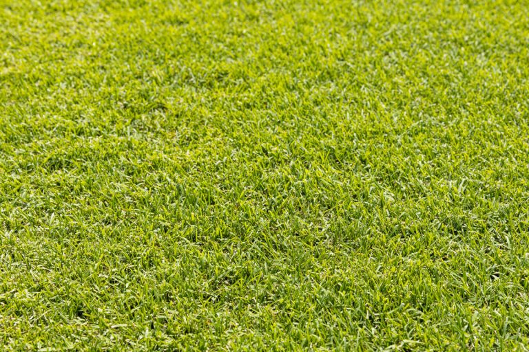Wintergreen Couch Soft, Sun Loving Turf West Turf
