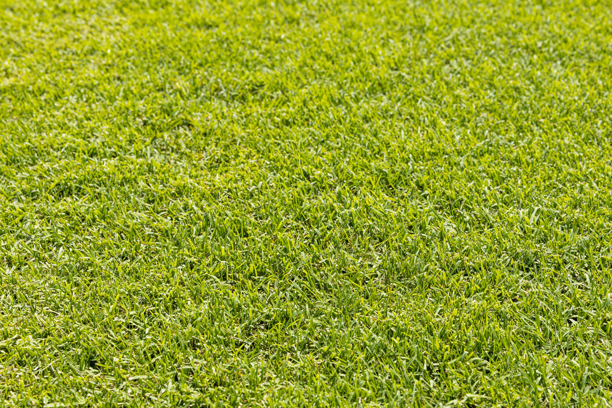 Wintergreen turf - WestTurf