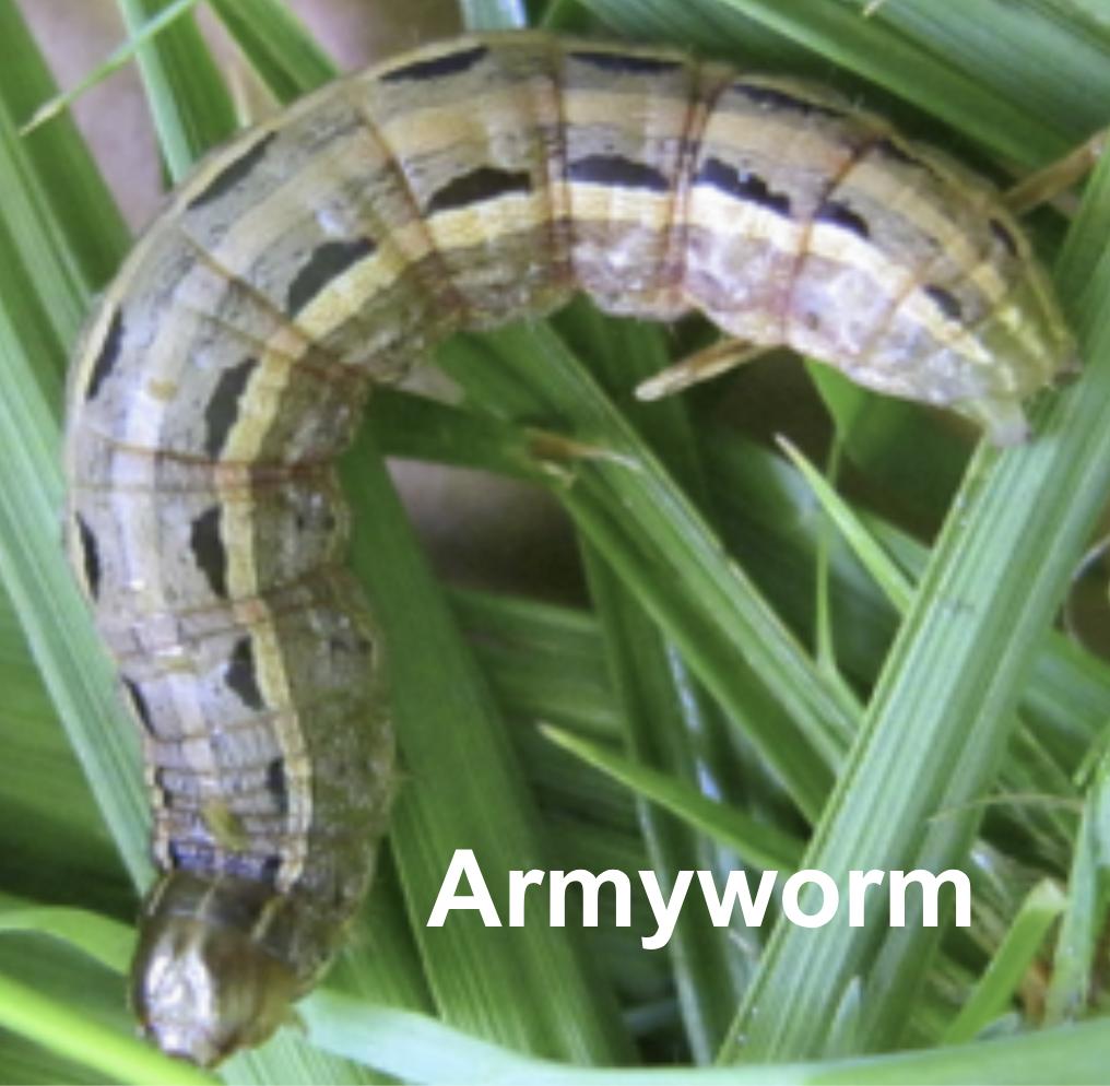 armyworm lawn grub