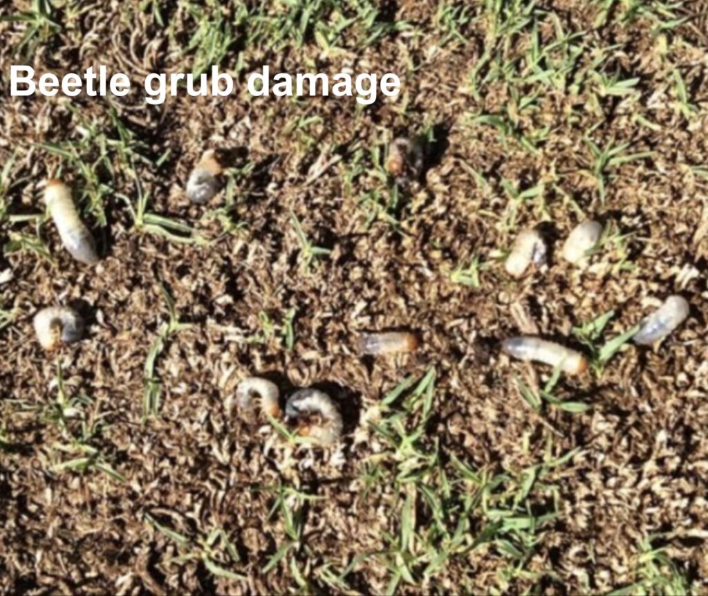 damage caused by beetle grub