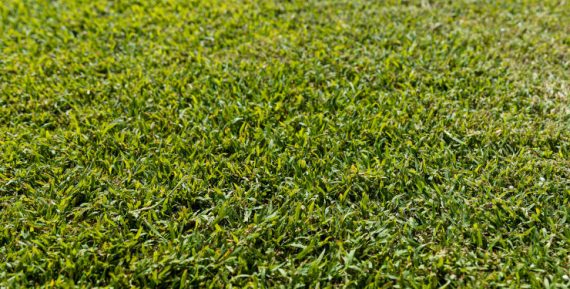 Aussieblue Cover Aussieblue turf Cover - WestTurf