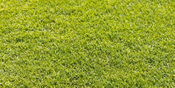 Wintergreen Product Shot