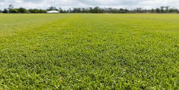 winter Wintergreen Couch Turf - WestTurf
