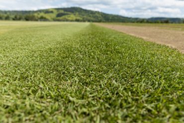 Empire Zoysia Turf - WestTurf