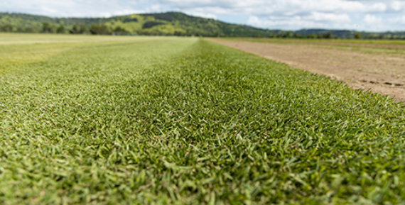 Empire Zoysia Turf - WestTurf