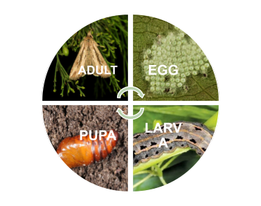 Four images showing an adult, egg, pupa and larva