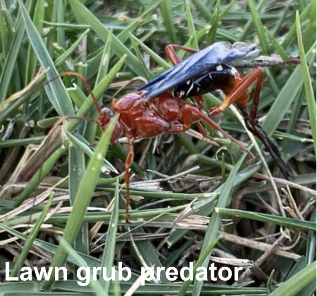 lawn grub beetle grub
