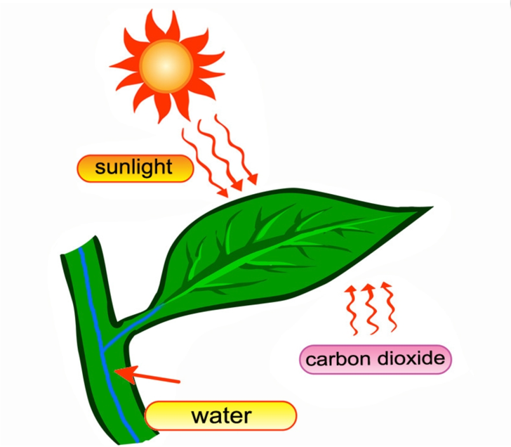 An infographic showing the process of photosynthesis