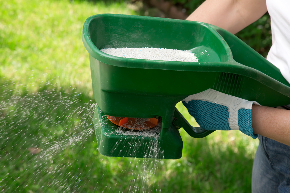 A gardener fertilising a lawn in winter