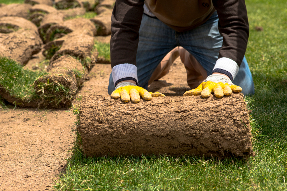 A gardener wearing yellow gloves applying turf rolls