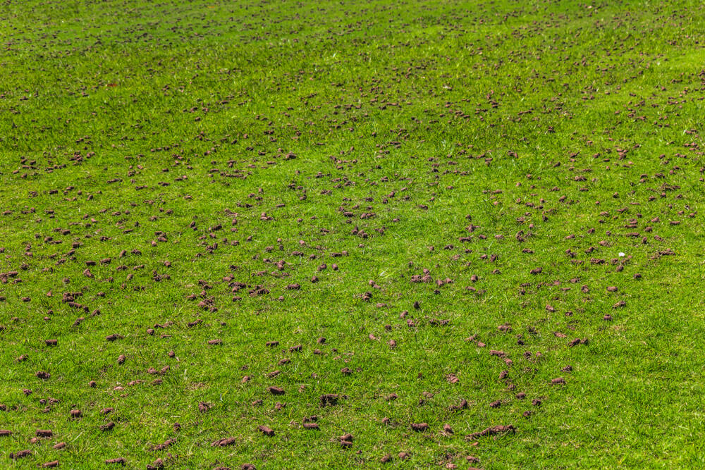 A lawn in winter