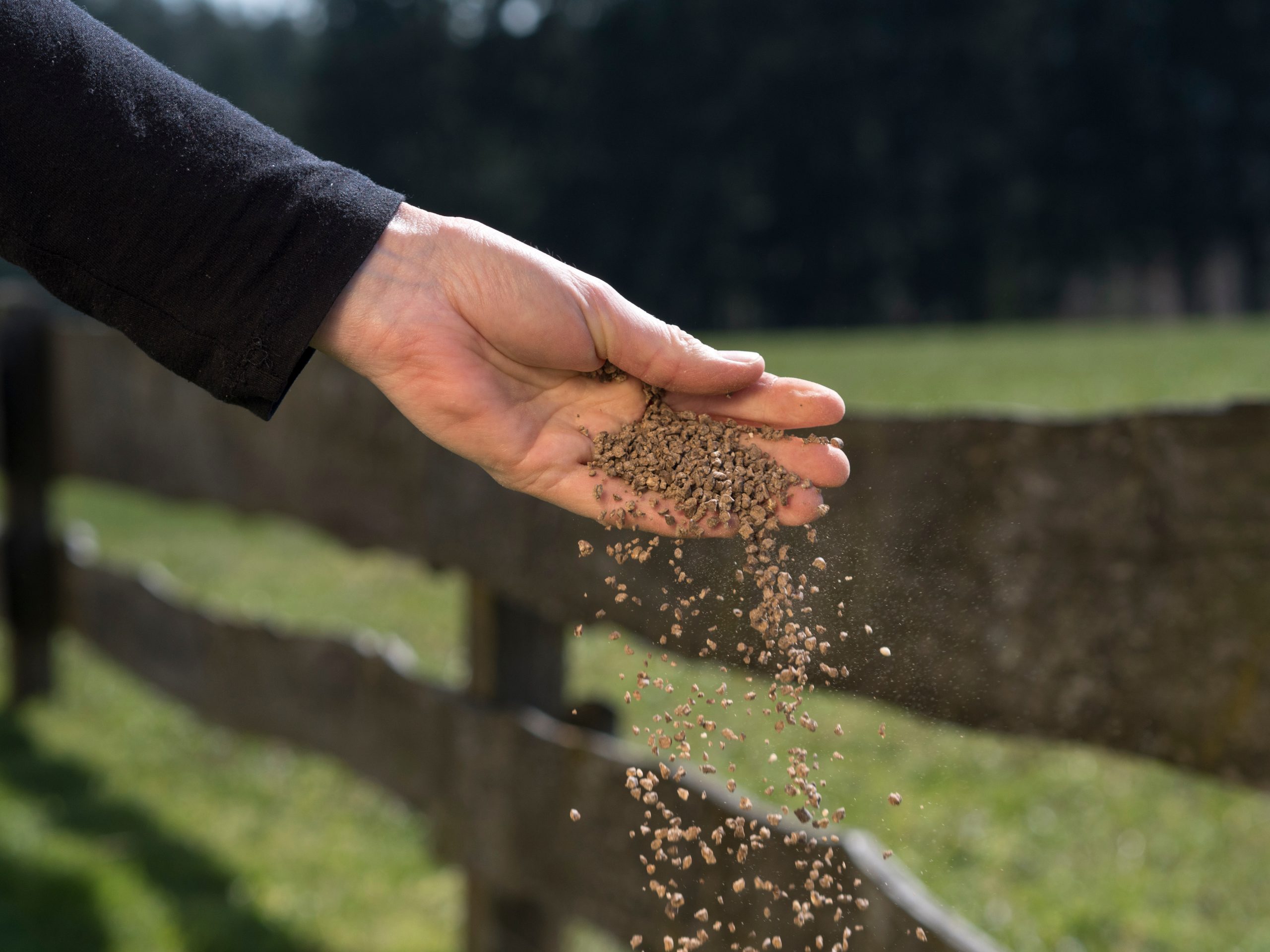 Gardeners hand is sowing fertiliser on the lawn