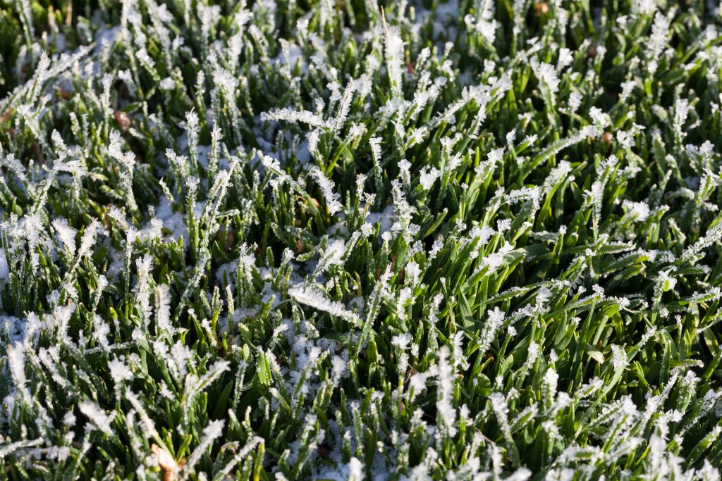 Grass covered with ice and frost in the winter