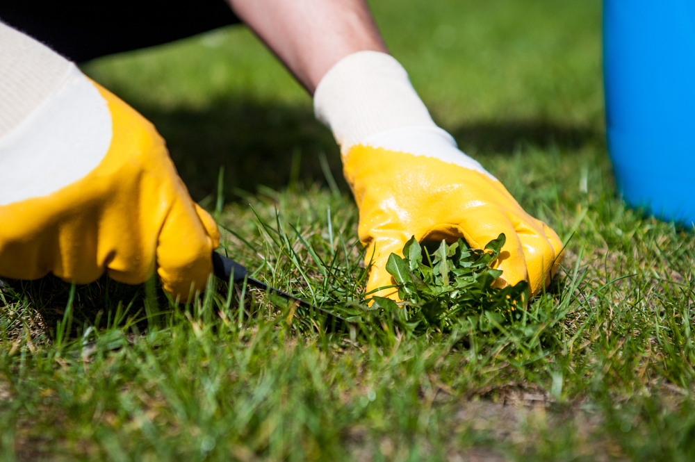 gloved hands cutting turf on a Sir Walter lawn