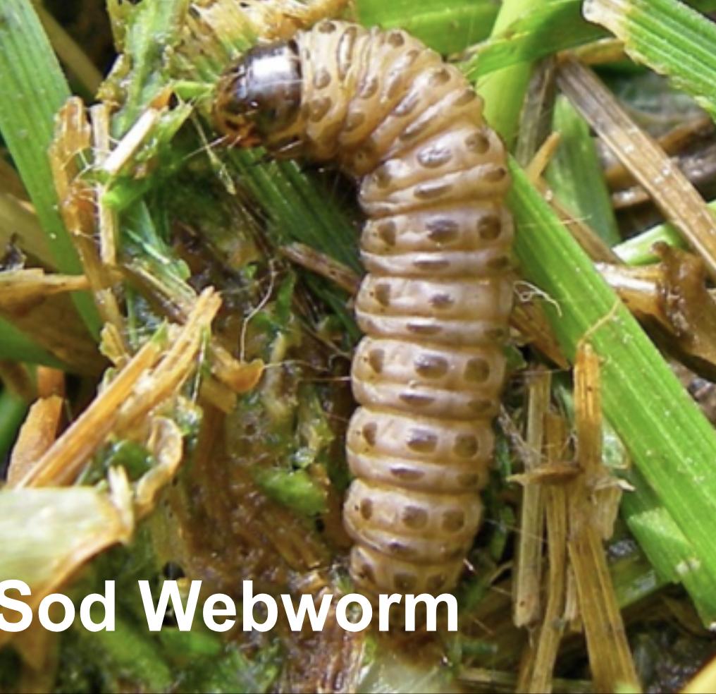 sod webworm lawn grub