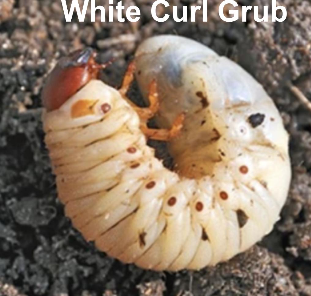 white curl grub